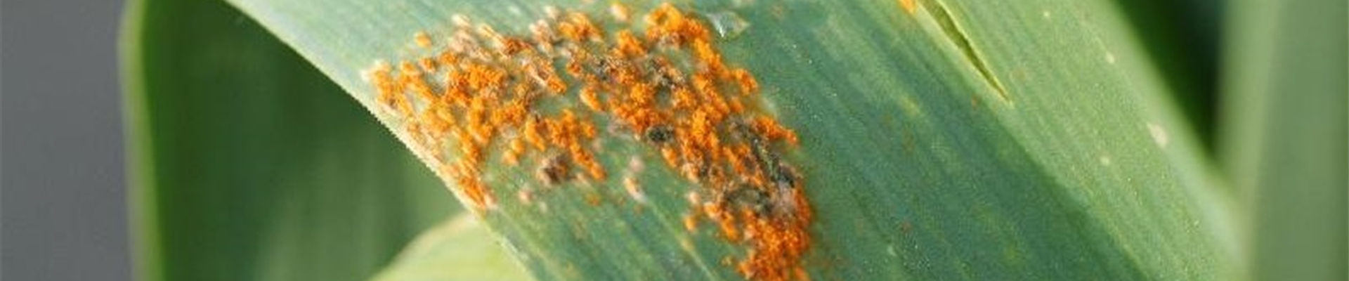 Lauch_rost1-800x600