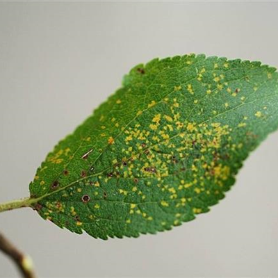 Rost an Pflaumen und Zwetschen