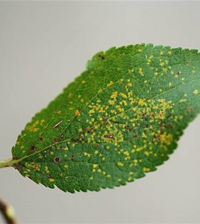 Rost an Pflaumen und Zwetschen