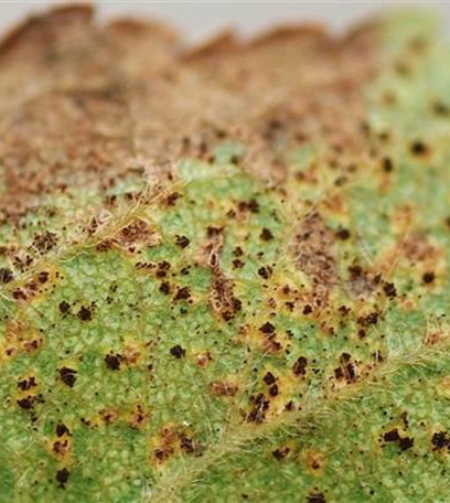 Rost an Pflaumen und Zwetschen