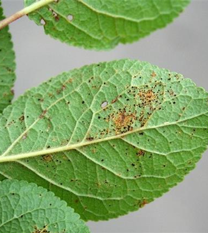 Rost an Pflaumen und Zwetschen