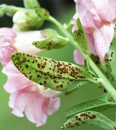 Rost an Stauden und Sommerblumen