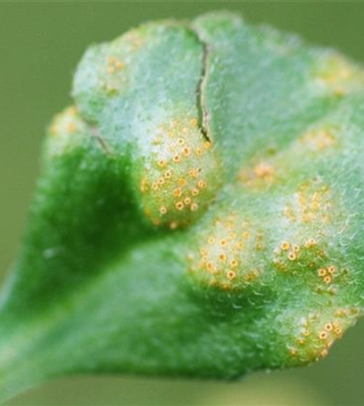 Rost an Stauden und Sommerblumen