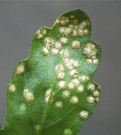 Rost an Stauden und Sommerblumen