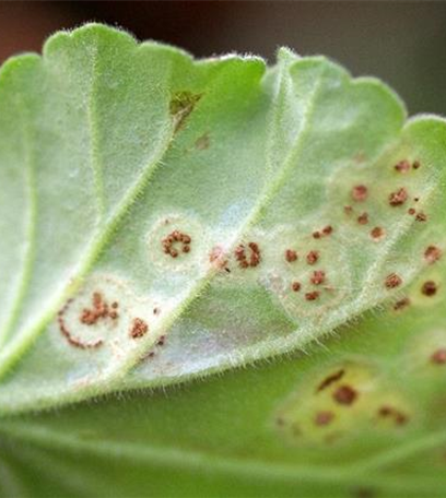 Rost an Stauden und Sommerblumen