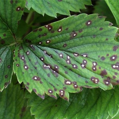 Rot- und Weißfleckenkrankheit an Erdbeeren