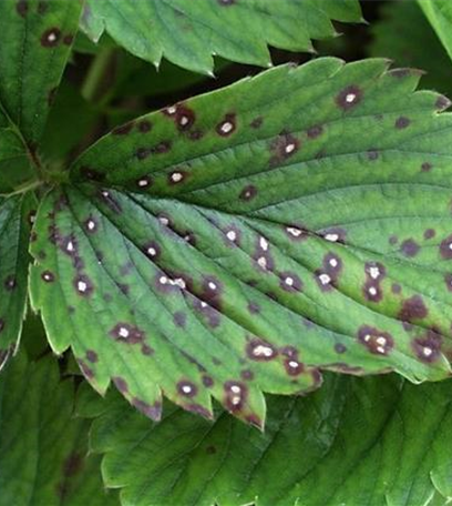 Rot- und Weißfleckenkrankheit an Erdbeeren