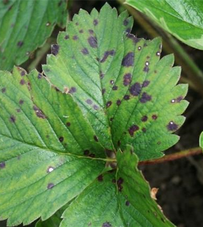 Rot- und Weißfleckenkrankheit an Erdbeeren
