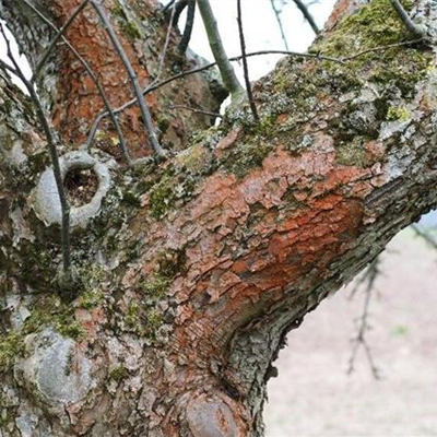 Rotbraune Algenbeläge