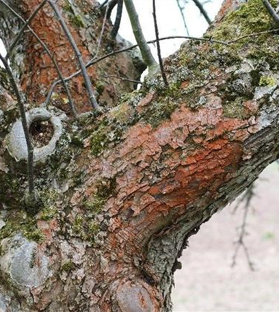 Rotbraune Algenbeläge