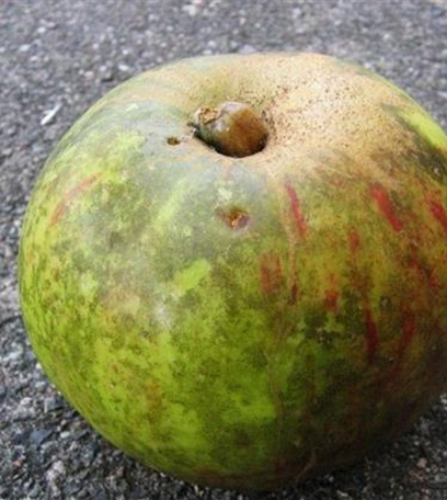 Rußfleckenkrankheit bei Äpfeln