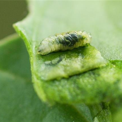 Rübenfliege an Spinat und Mangold