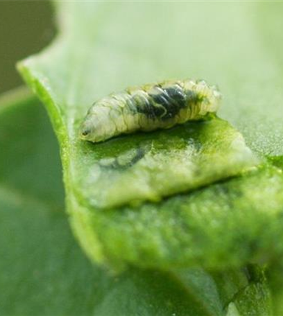Rübenfliege an Spinat und Mangold