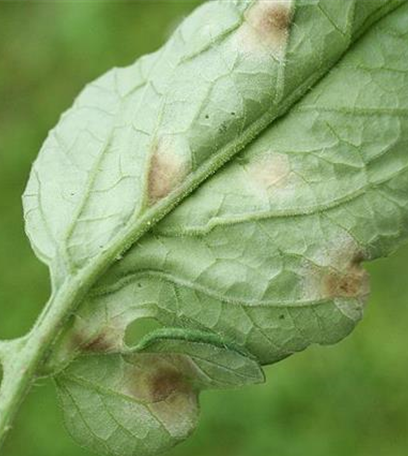 Samtfleckenkrankheit an Tomaten