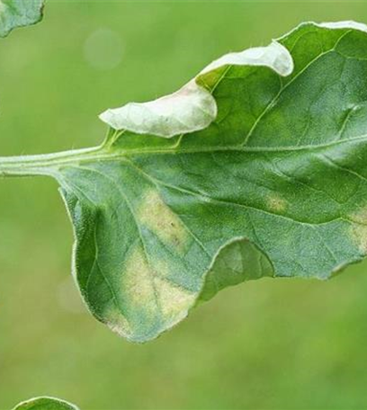 Samtfleckenkrankheit an Tomaten