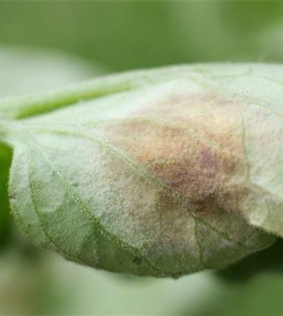 Samtfleckenkrankheit an Tomaten