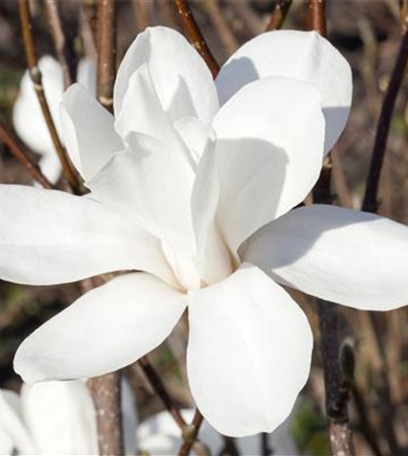 Frühblühende Gehölze – Ziemlich coole Gartenbewohner