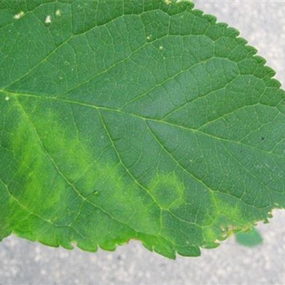 Scharkakrankheit an Pflaumen und Zwetschen