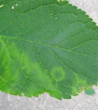 Scharkakrankheit an Pflaumen und Zwetschen