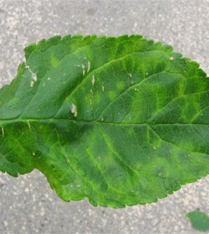 Scharkakrankheit an Pflaumen und Zwetschen