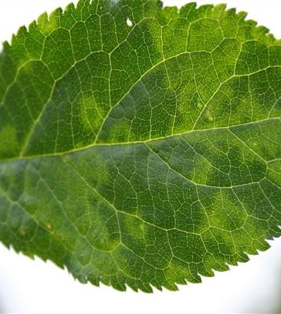 Scharkakrankheit an Pflaumen und Zwetschen