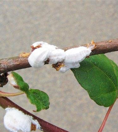 Schildläuse an Ahorn