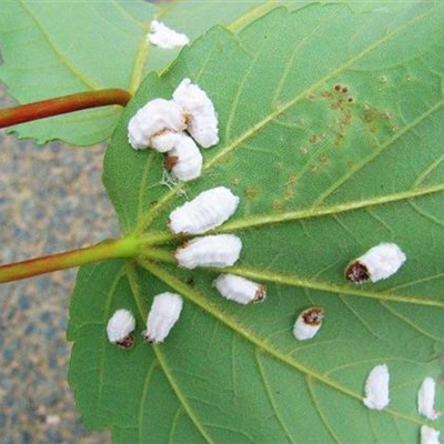 Wollige Schildläuse an Stechpalmen