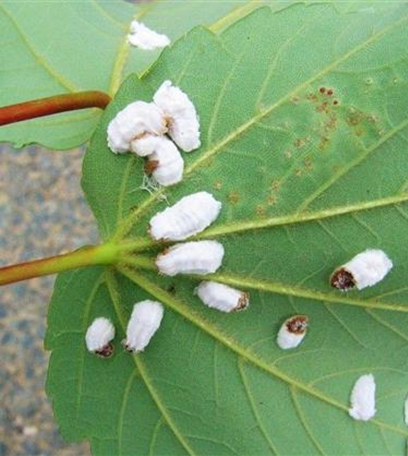 Schildläuse an Ahorn