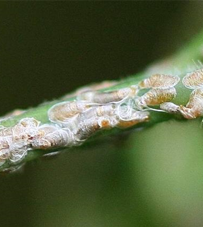 Schildläuse an Buchsbaum