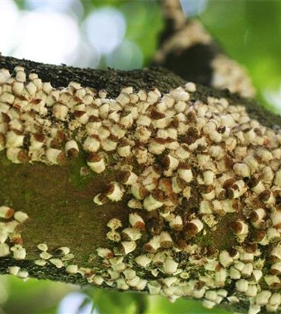 Schildläuse an Ahorn