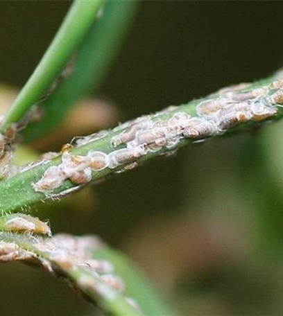 Schildläuse an Buchsbaum