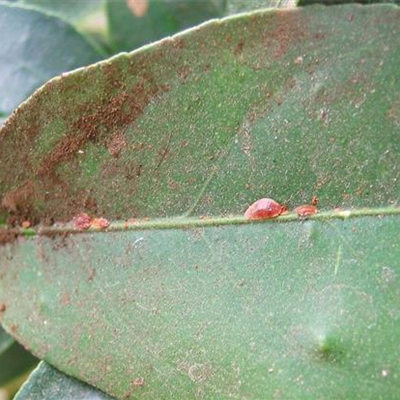 Schildläuse an Zimmerpflanzen