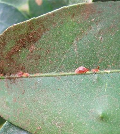 Schildläuse an Zimmerpflanzen