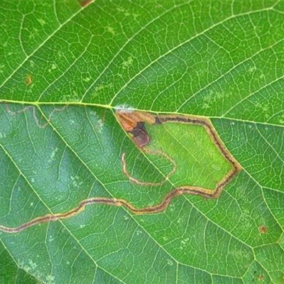 Schlangenminiermotte an Kirschen