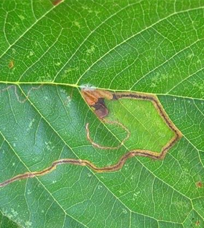 Schlangenminiermotte an Kirschen