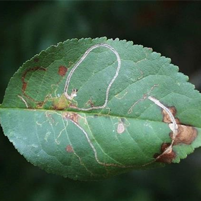 Schlangenminiermotte an Sauerkirschen