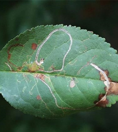 Schlangenminiermotte an Sauerkirschen
