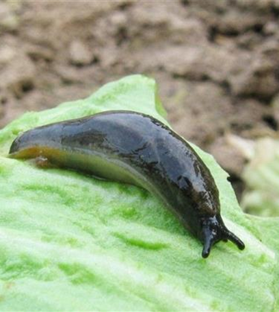 Schnecken an Stauden und Sommerblumen