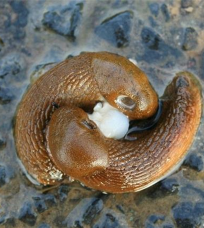 Schnecken an Stauden und Sommerblumen