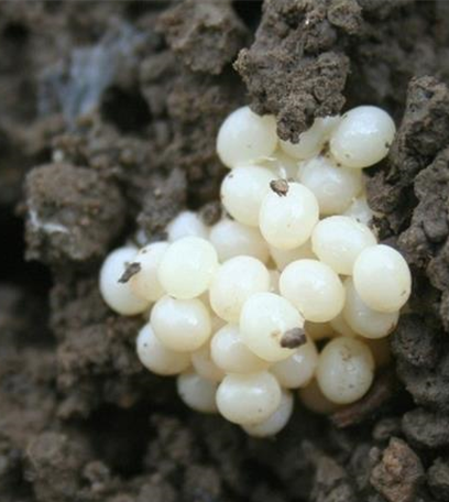 Schnecken an Stauden und Sommerblumen