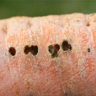 Schnecken an Möhren