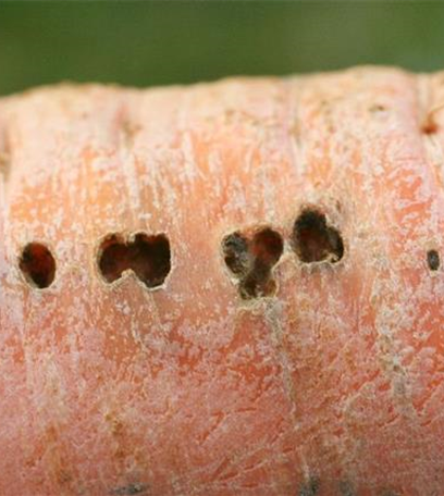 Schnecken an Möhren