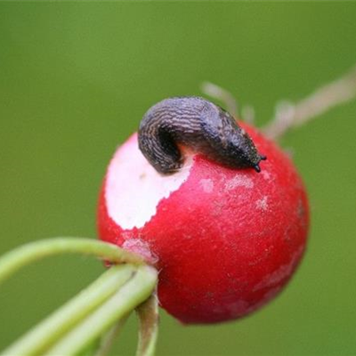 Schnecken an Radieschen und Rettich