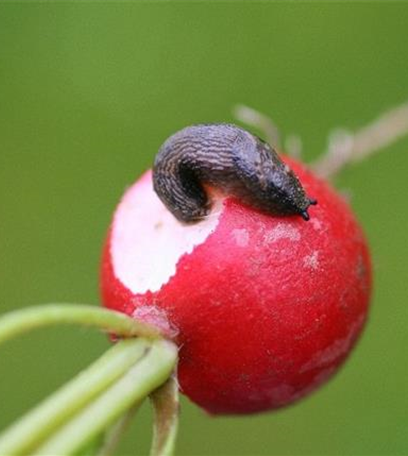 Schnecken an Radieschen und Rettich