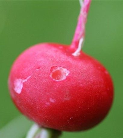 Schnecken an Radieschen und Rettich