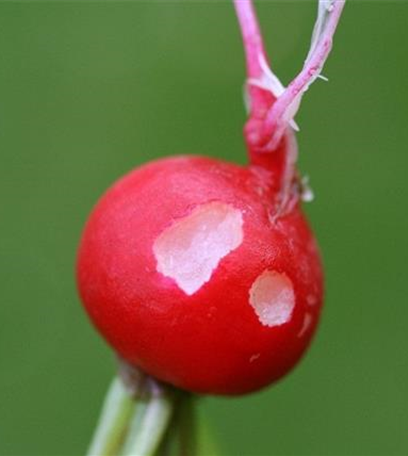 Schnecken an Radieschen und Rettich