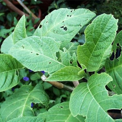 Schnecken an Stauden und Sommerblumen