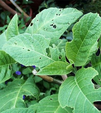 Schnecken an Stauden und Sommerblumen
