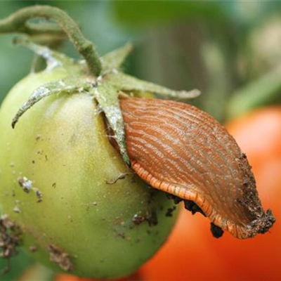 Schnecken an Tomaten