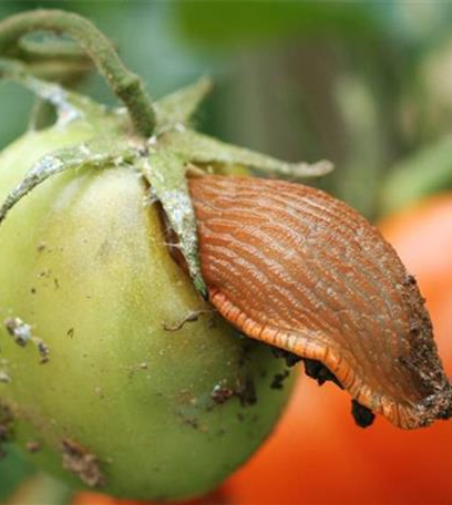 Schnecken an Tomaten